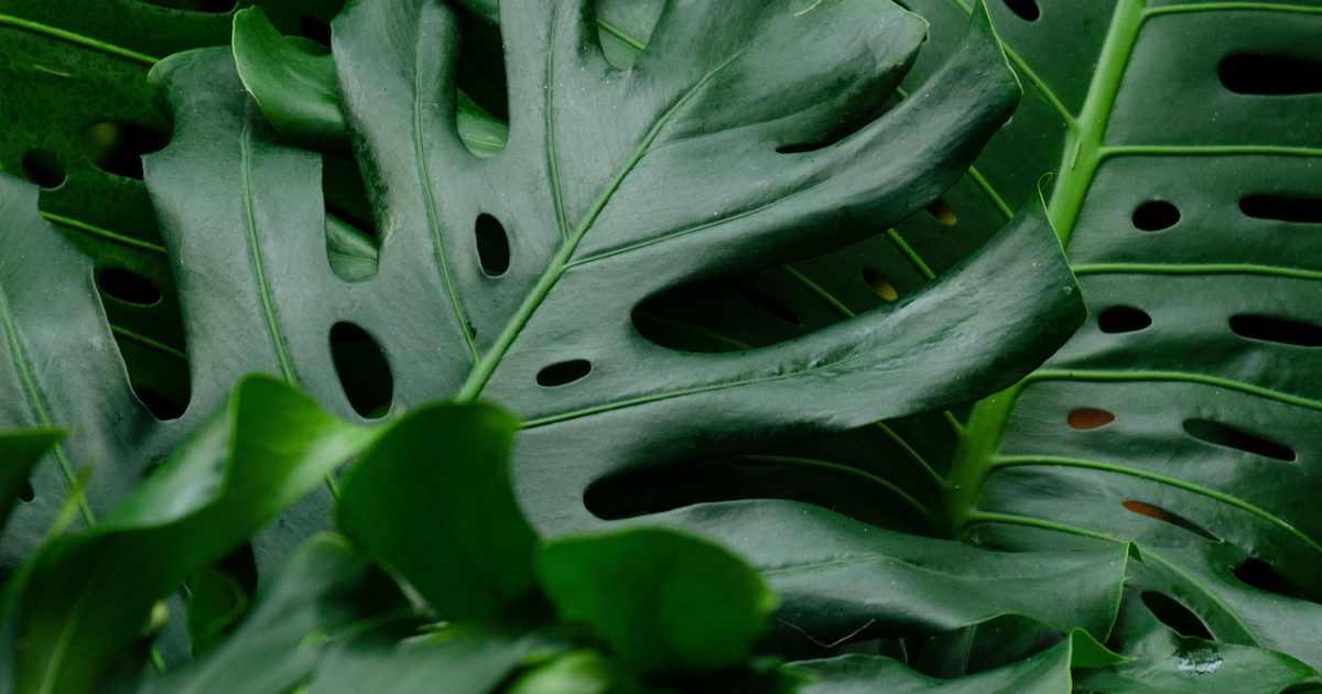 Monstera: skötsel, vattning och vanliga problem