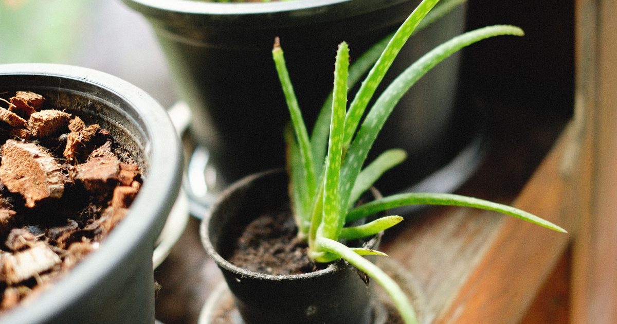 Aloe vera: skötsel, vattning och placering