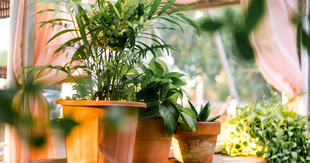 Lush indoor plants in terracotta pots, capturing natural light and fresh greenery.