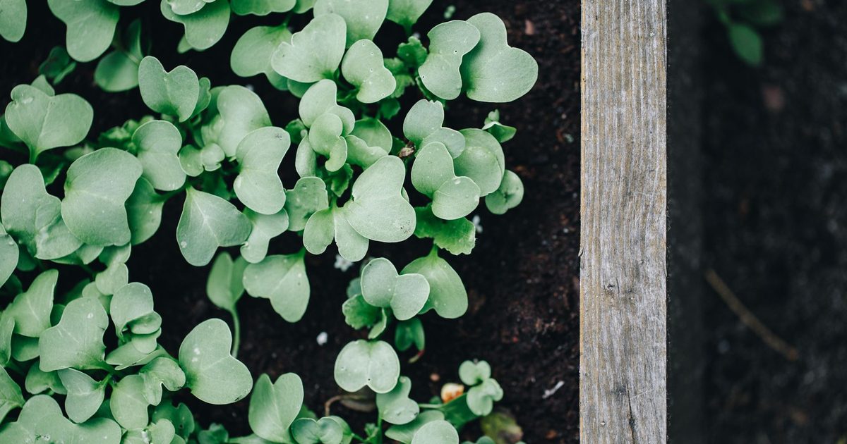 Dynamic top view of fresh green seedlings in a wooden planter box.
