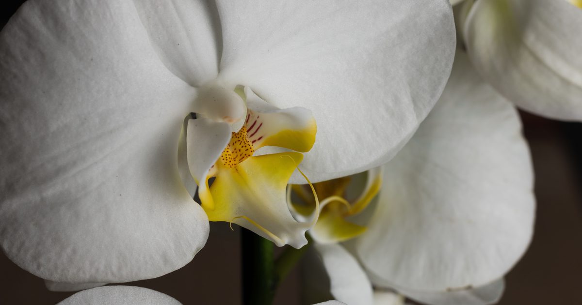 Orkidé: skötsel, vattning och få den att blomma igen