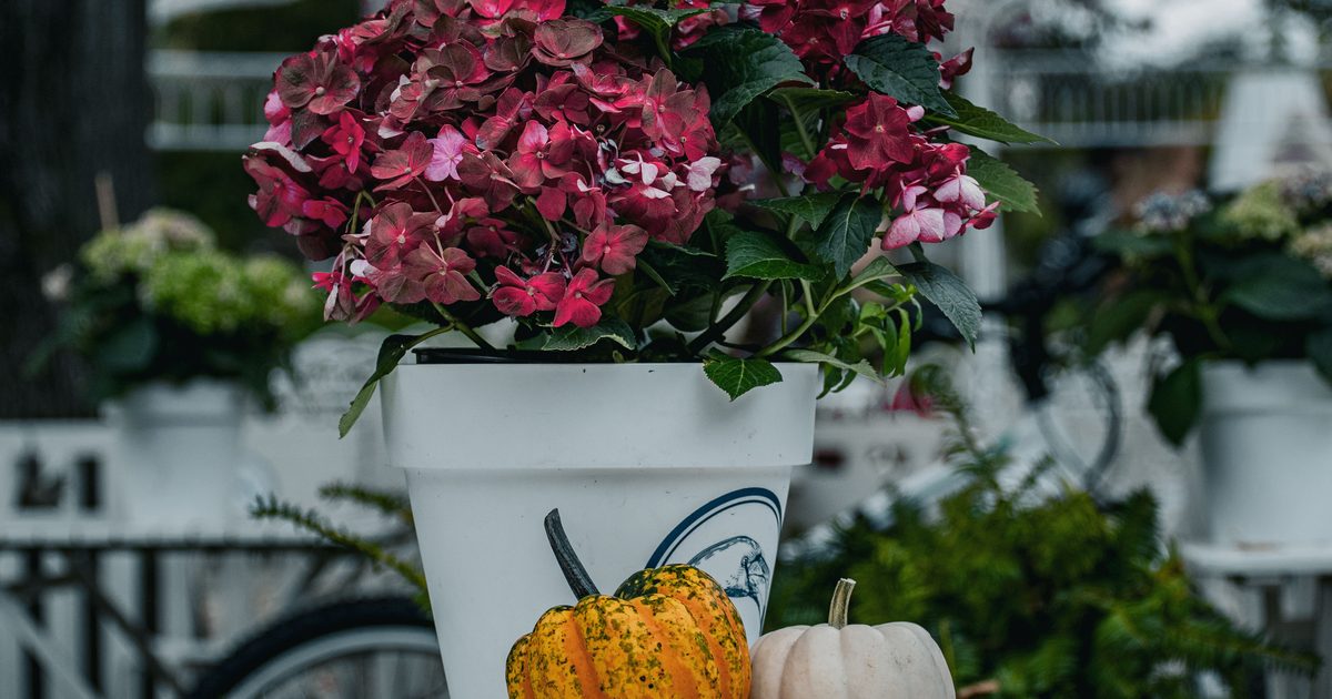Övervintra hortensia i kruka: inne, ute eller plantera ut, och varför blommar den inte året efter?