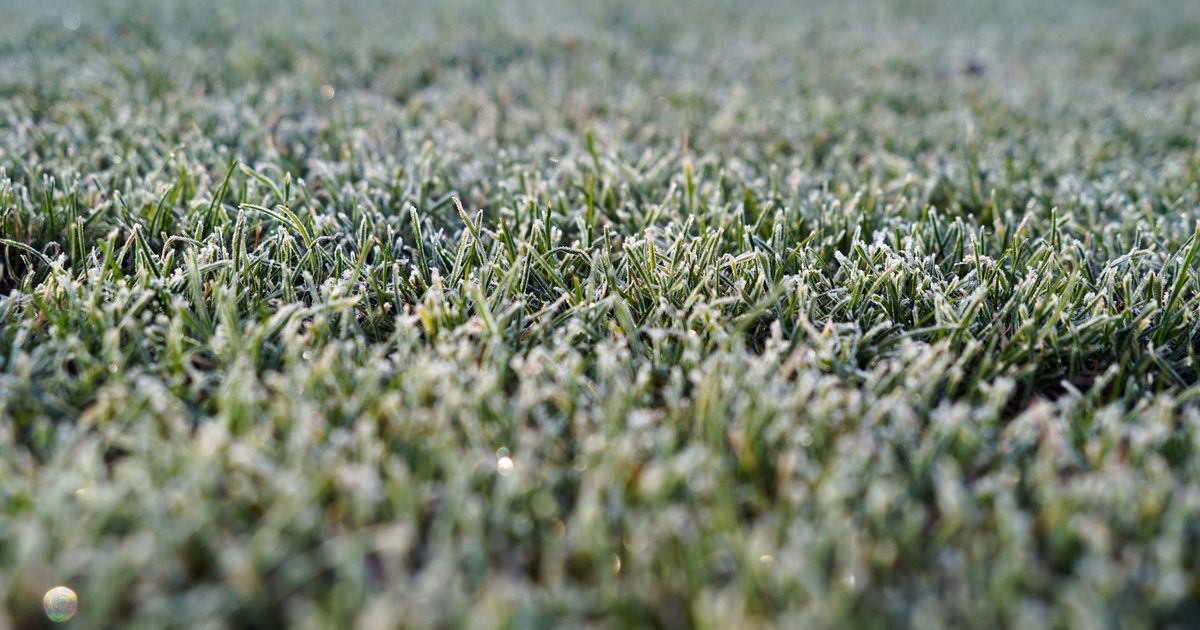 A detailed view of frosty grass on a cold winter morning, capturing the texture and chill.