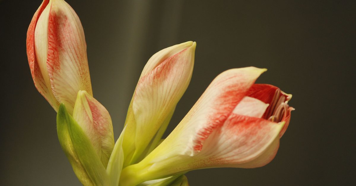 Övervintra amaryllis: så sparar du löken och får den att blomma igen, till jul eller till våren