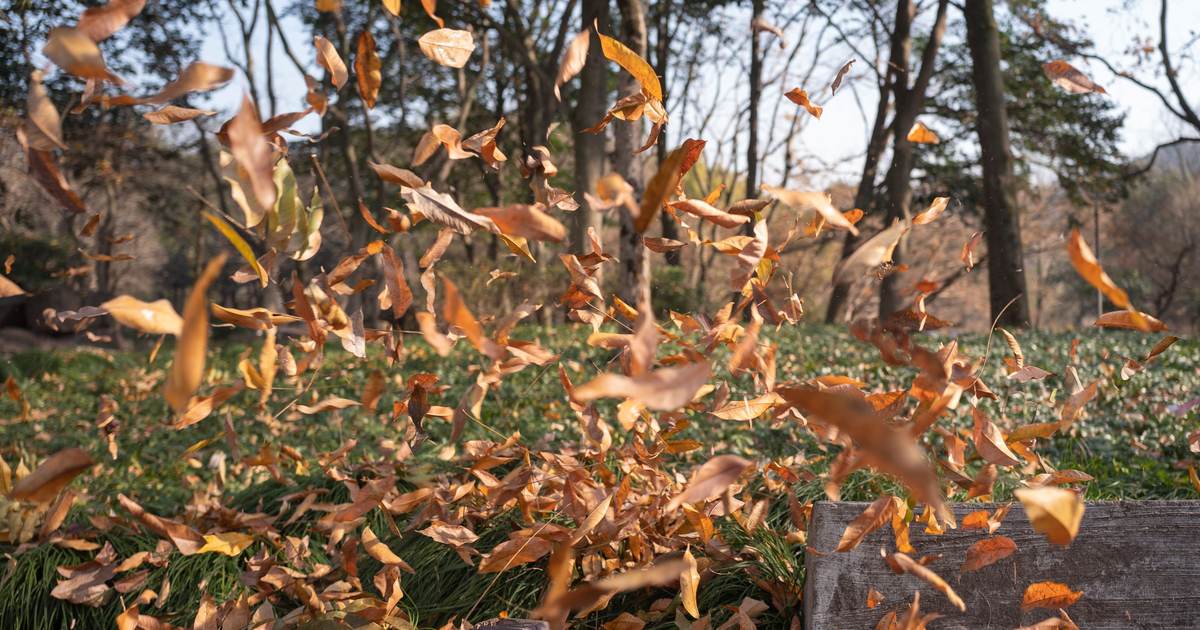 Höstlöv virvlar i luften framför en gräskant, blåsta av en lövblås