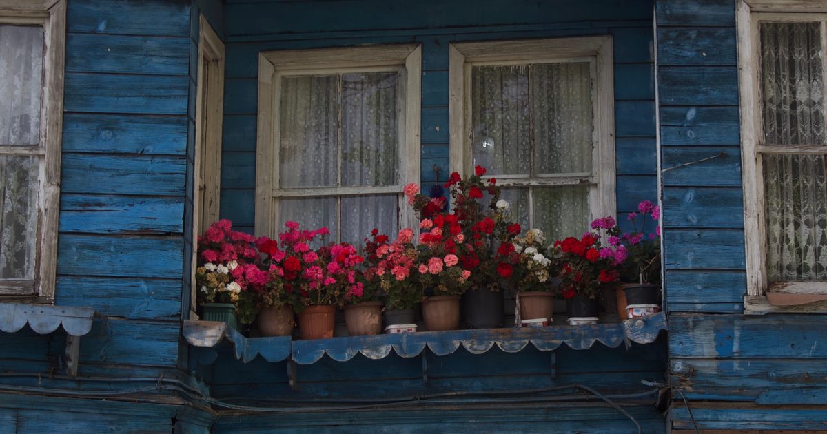 Övervintra pelargoner: ljust eller mörkt, källare eller lägenhet, och vilka sorter klarar vad?