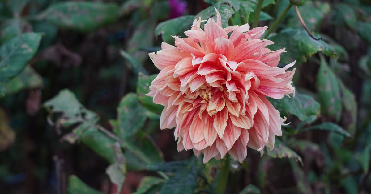 Övervintra dahlia: när ska knölarna upp, och hur undviker du mögel och uttorkning?