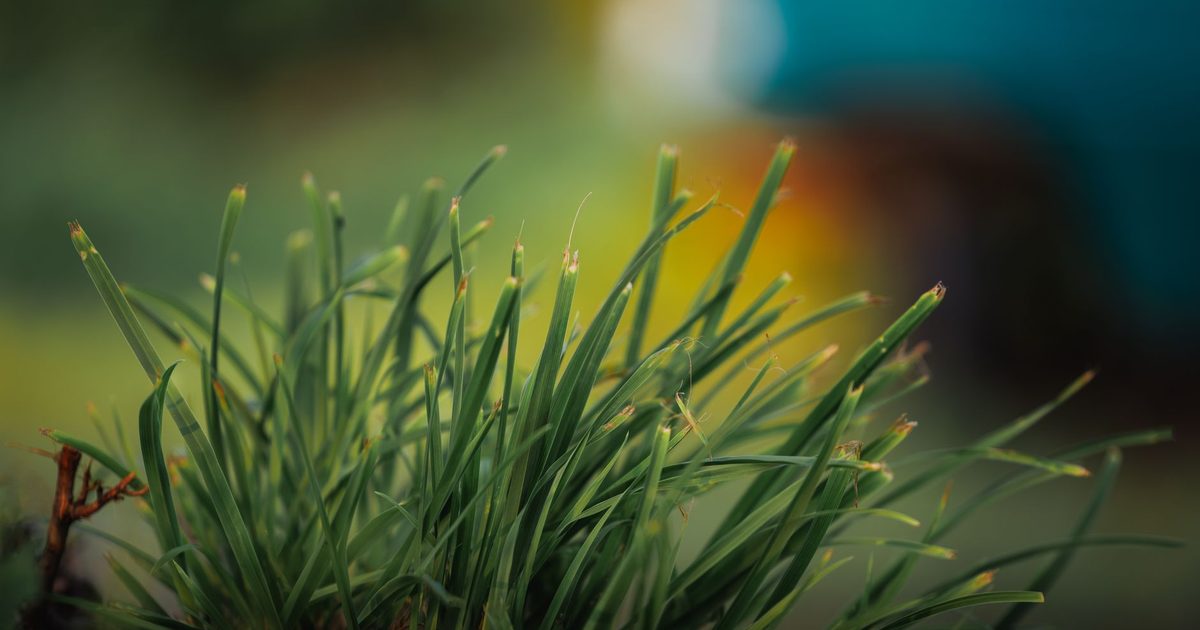 A detailed macro shot of vibrant green grass with a blurred background.