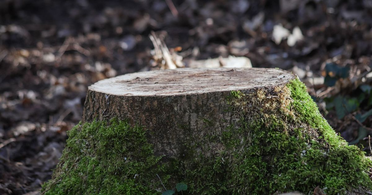 Vad kostar stubbfräsning 2026? Pris per stubbe, rutavdrag och alternativen