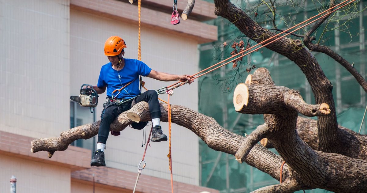 Välja arborist eller trädfällare: så hittar du rätt firma och undviker fel