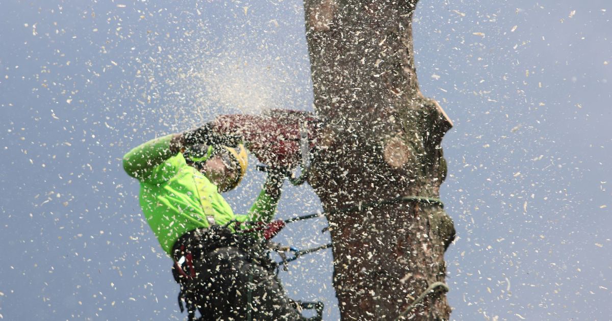 Prisindex trädfällning 2026: 30 prislistor och spann per jobbtyp