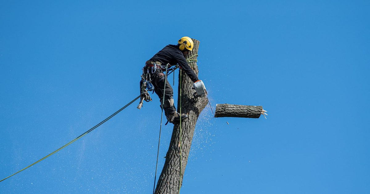 Arborist i säkerhetsutrustning sågar av en trädstam högt upp i trädet, sektionsfällning mot blå himmel